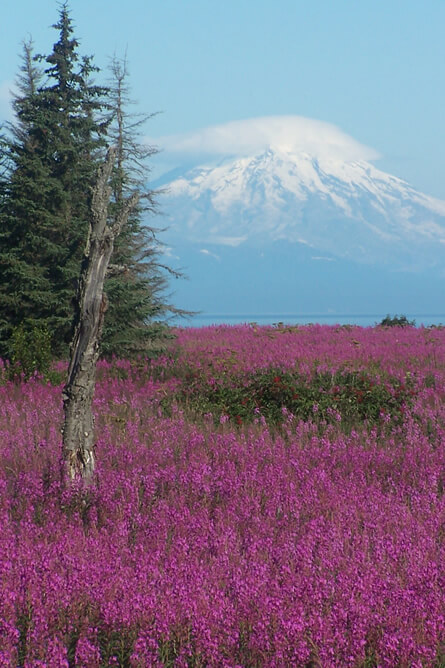 View of large field of purple fireweed with a famous volcano in the background.